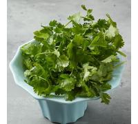 Semi di coriandolo, semi di invernali Coriandrum sativum, rare regali sostenibili orto 150pcs