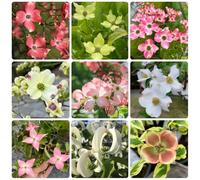 Semi di corniolo, arbusti resistenti Cornus kousa, Le da giardino sono resistenti arbusti sempreverdi resistenti di campo perenni 450pcs