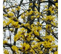 semi di corniolo, balcone giardino aiuole rialzate 250pcs