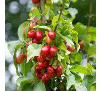 Semi di corniolo - Giardino roccioso, resistenti per il pieno sole Cornus officinalis serre balcone recisi balcone tappezzanti in vaso 40pcs