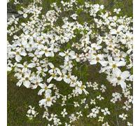 Semi di corniolo - rara rampicante Cornus officinalis recisi balcone giardino roccioso giardino d'appartamento esotiche roccioso, 250pcs