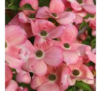 Semi di corniolo, rare Cornus kousa, Le da giardino sono resistenti semi biologici per il giardino 400pcs