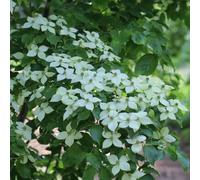 Semi di corniolo, resistenti all'esterno Cornus kousa, di campo perenni resistenti arbusti sempreverdi resistenti arbusti 150pcs