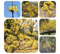 semi di corniolo - serra balcone resistenti interno letto 100pcs