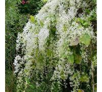 Semi di corona morada - da balcone decorativi semi di corona morada balcone resistenti Petrea volubilis jardín 30pcs