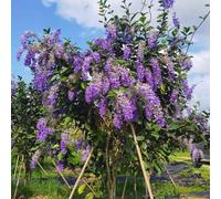 Semi di corona morada - di ombra resistenti resistenti Petrea volubilis perennes semi pradi 50pz