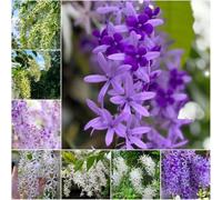 Semi di corona morada - di primavera resistenti -Serie Rara- balcone esotici semi decorazione - 30pz