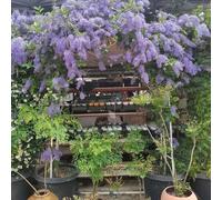 Semi di corona morada - ombra resistente primavera da giardino per balconi 20pcs