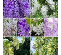 Semi di corona morada - resistenti semi di scalatrici Corona morada decorazione ufficio 65pcs