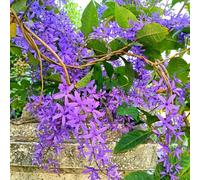 Semi di corona morada - semi di scalapante decorazione balcone decorativo balcone esotico 10pcs