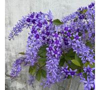 Semi di corona morada - semi di scalatrici balcone esotici corona morada ufficio balcone 120pcs