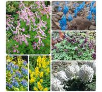 semi di Corydalis resistenti vecchie varietà esotico per giardinieri resistenti per giardini rocciosi copertura del terreno semi di selvatici raro 200pcs