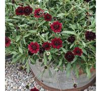 Semi di cosmo - recisi balcone rampicanti biologici per esterno Aiuole rialzate per il giardino decorazioni giardino esterni serre balcone 1200pcs