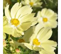 Semi di cosmo, resistenti per giardini rocciosi semi di tappezzanti balcone, decorazioni decorazioni giardino per esterni i luoghi soleggiati rari 1100pcs