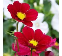 Semi di cosmo, semi di come bomboniera per i luoghi soleggiati vecchie varietà esotiche balcone, decorazioni resistenti serre balcone 600pcs