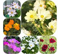 Semi di cosmo, vecchie varietà esotiche semi di tappezzanti resistenti per giardini rocciosi serre balcone decorazioni giardino per esterni rari estivi 800pcs