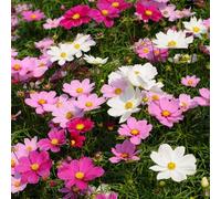 semi di cosmos - giardino roccioso resistenti selvatici copertura del terreno appartamento esotiche 250pcs