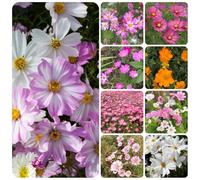 semi di Cosmos perenni - Decorazione per giardino esterni selvatici resistenti serra balcone 1000pcs