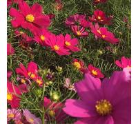semi di cosmos resistente - balcone biologici selvatici copertura del terreno 800pcs