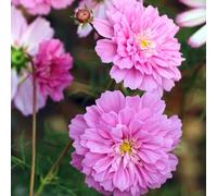 semi di cosmos resistente - decorazione giardino esterni roccioso selvatici copertura 550pcs