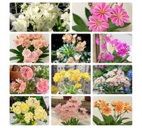 Semi di cotiledone Lewisia-da giardino,da piantare Le perenni sono perenni resistenti,semi di Giardino di 200pcs