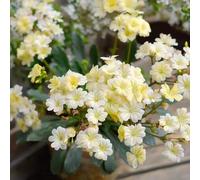 Semi di cotiledone Lewisia-da giardino perenni resistenti,da giardino d'appartamento,decorazione del davanzale finestra decorative,300pcs