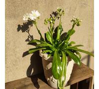 Semi di cotiledone Lewisia-d'appartamento,decorazione del davanzale finestra semi di,in vaso Giardino interno 100pcs