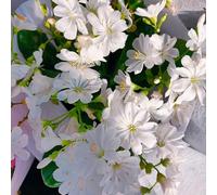 Semi di cotiledone Lewisia-decorative,resistenti per il giardino semi di,in vaso Giardino decorativo 150pcs