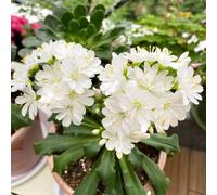 Semi di cotiledone Lewisia-di semi di,per esterno da giardino perenni resistenti,da giardino Decorazione del giardino per esterni 200pcs