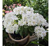 Semi di cotiledone Lewisia-di semi di,per esterno Le da giardino sono perenni resistenti,da giardino Decorazione per ufficio 150pcs