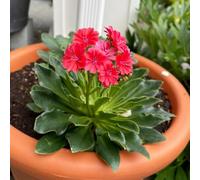 Semi di cotiledone Lewisia-Giardino decorativo,facile da piantare di semi di,per esterno Giardino to,100pcs