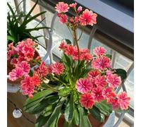 Semi di cotiledone Lewisia-Giardino decorativo,facile da piantare semi di,in vaso Decorazione del giardino per esterni 500pcs