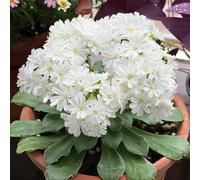 Semi di cotiledone Lewisia-Giardino di,soggiorno decorativo decorative,resistenti per il giardino di semi di 300pcs