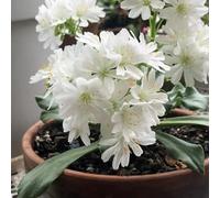 Semi di cotiledone Lewisia-Giardino di,soggiorno decorativo semi di,in vaso Decorazione del giardino per esterni 150pcs