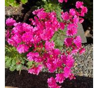 Semi di cotiledone Lewisia-Giardino interno,regali per gli amanti del giardino vaso per,da ombra di semi di 500pcs