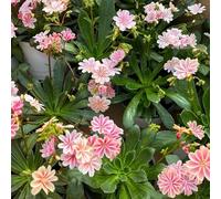 Semi di cotiledone Lewisia-Giardino to,per luoghi soleggiati decorative,resistenti per il giardino semi di,in vaso di semi di,300pcs