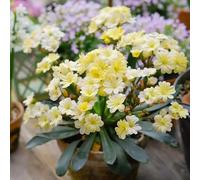 Semi di cotiledone Lewisia-Giardino to,per luoghi soleggiati Giardino interno,regali per gli amanti del giardino Coltiva semi 300pcs