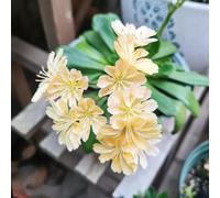 Semi di cotiledone Lewisia-in vaso resistenti,a crescita rapida Giardino di,soggiorno decorativo decorative 300pcs