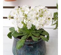 Semi di cotiledone Lewisia-in vaso resistenti,a crescita rapida Giardino di,soggiorno decorativo Le da giardino sono perenni resistenti,250pcs
