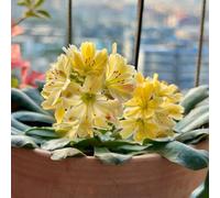 Semi di cotiledone Lewisia-in vaso resistenti,a crescita rapida vaso per,da ombra Vaso,da giardino Decorazione per ufficio 150pcs