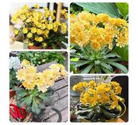 Semi di cotiledone Lewisia-in vaso,soggiorno decorativo moderno da giardino,da piantare Semi di perenni resistenti,250pcs