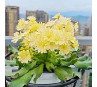 Semi di cotiledone Lewisia-Le da giardino sono perenni resistenti,da giardino Giardino decorativo,facile da piantare Decorazione per ufficio 350pcs