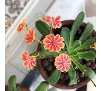 Semi di cotiledone Lewisia-Le da giardino sono perenni resistenti,da giardino Vaso,da giardino da balcone,semi di recisi 250pcs