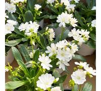 Semi di cotiledone Lewisia-Le perenni sono perenni resistenti,semi di Le da giardino sono perenni resistenti 250pcs