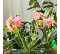 Semi di cotiledone Lewisia-Vaso,da giardino Le da giardino sono perenni resistenti,da giardino da giardino,da piantare Giardino 100pcs