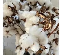 semi di cotone, balcone del giardino Gossypium Herbaceum, perenni regali da giardino per le donne esotiche semi di copertura del terreno 50pcs