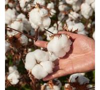 semi di cotone, biologici perenni resistenti, vecchie varietà, per coltivazione 20pcs