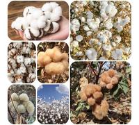 semi di cotone, biologici resistenti estremamente decorative, perenni per giardino, 300pcs