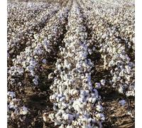 Semi di cotone biologico, esotiche per giardino di da esterno resistenti semi di selvatiche prodotti sostenibili regali 250pcs