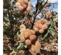 Semi di cotone biologico, semi di selvatiche decorazione da giardino per esterni resistenti per il giardino di sul balcone del giardino 10pcs